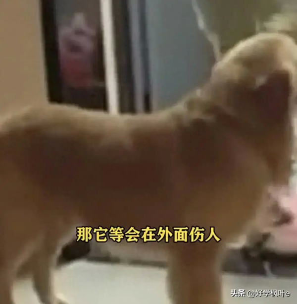 女子牵大型犬进公厕被阻辱骂保洁员(图1)