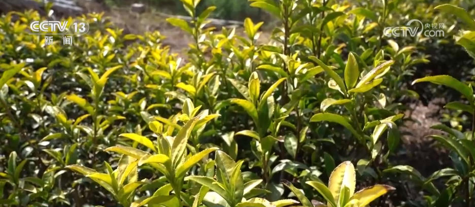 “智”造茶园增添科技范 茶产业铺就乡村振兴“致富路”(图3)