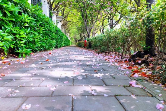 上海江湾城路已铺上樱花“地毯” 限时打卡开启